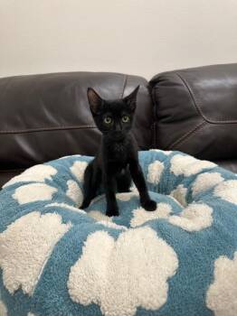 Zoe -  Domestic Short Hair Cat for Adoption in Newberg, Oregon - Zoe | PetCurious