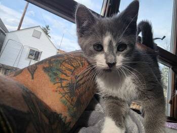 Domestic Short Hair Cats Available for Adoption - Consuelo | PetCurious