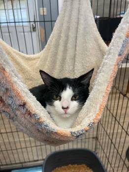 CHANDLER -  Domestic Short Hair Cat for Adoption in Holbrook, New York - CHANDLER | PetCurious