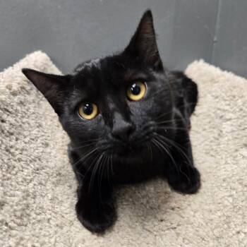 Bridgitt -  Domestic Short Hair Cat for Adoption in Buffalo, New York - Bridgitt | PetCurious