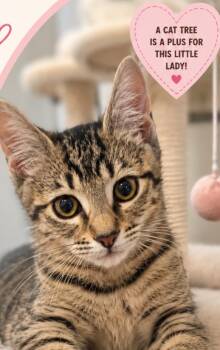 Mac -  Domestic Short Hair Cat for Adoption in Antioch, California - Mac | PetCurious