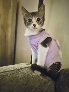 Domestic Short Hair Cats Available for Adoption - Bellini | PetCurious