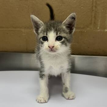 Rescue Domestic Short Hair Cats for Adoption in Kanab, Utah - Thor | PetCurious