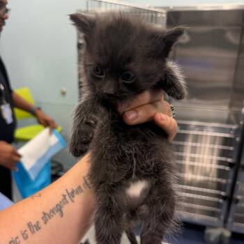 Jet -  Domestic Short Hair Cat Available for Adoption in Greensboro, North Carolina - Jet | PetCurious