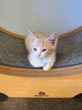 Badger -  Domestic Short Hair Cat for Adoption in Chico, California - Badger | PetCurious