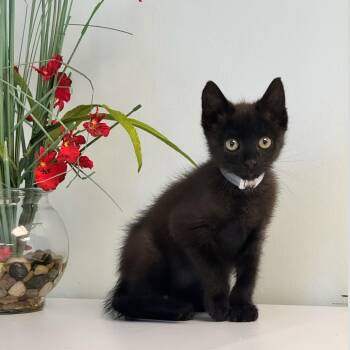 Boston -  Domestic Short Hair Cat for Adoption in Syosset, New York - Boston | PetCurious