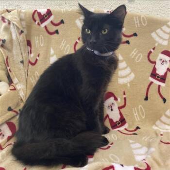 Rescue Domestic Medium Hair Cats for Adoption in Hawthorne, California - Pepe | PetCurious