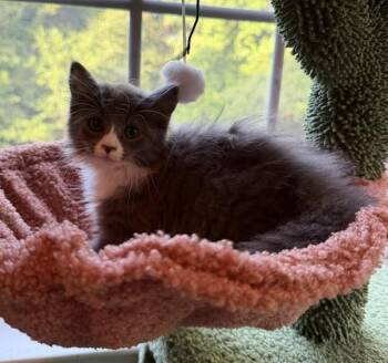 GLORIA -  Domestic Medium Hair Cat for Adoption in Charlotte, North Carolina - GLORIA | PetCurious