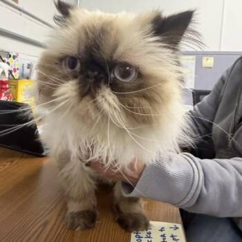 Persian and Snowshoe Cats Available for Adoption in Butte, Montana - Zoe | PetCurious