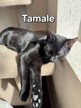 Rescue Domestic Short Hair Cats for Adoption in Albuquerque, New Mexico - Tamale | PetCurious
