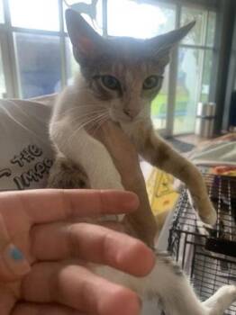 Minuet -  Domestic Short Hair Cat for Adoption in New Orleans, Louisiana - Minuet | PetCurious