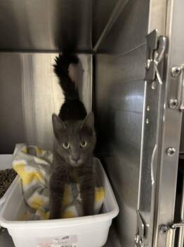 Russian Blue Cats Available for Adoption - Mr. Gray ( BC) | PetCurious