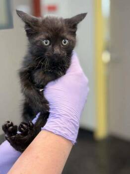 Domestic Short Hair Cats Available for Adoption in Memphis, Tennessee - Sooty | PetCurious