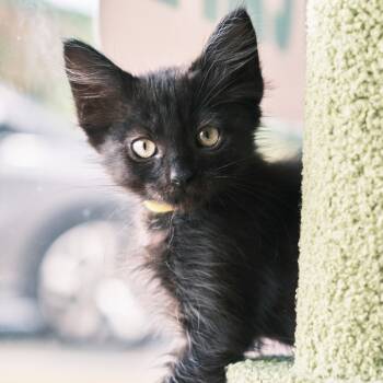 Rescue Domestic Long Hair Cats for Adoption in Morgan Hill, California - Donut | PetCurious