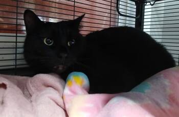 Domestic Short Hair Cats Available for Adoption - Bash | PetCurious