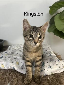 Rescue Domestic Short Hair Cats for Adoption in Debary, Florida - Kingston | PetCurious