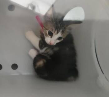 Sea -  Domestic Short Hair Cat for Adoption - Sea | PetCurious