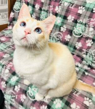 Rescue Domestic Long Hair Cats for Adoption in Fremont, Ohio - Rocket | PetCurious