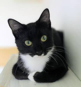 Tiny Tina -  Domestic Short Hair Cat for Adoption in Omaha, Nebraska - Tiny Tina | PetCurious