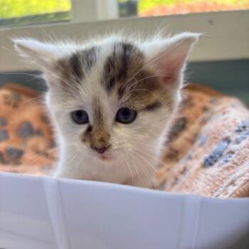 Tumble -  Domestic Medium Hair Cat for Adoption in New Fairfield, Connecticut - Tumble | PetCurious