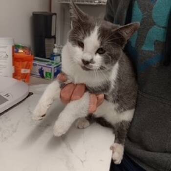 Rescue American Shorthair Cats for Adoption in St. Louis, Missouri - Mistle Toe | PetCurious