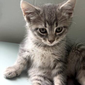 Domestic Short Hair Cats Available for Adoption in Springfield, Illinois - Jamal | PetCurious