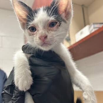 Rescue Domestic Short Hair Cats for Adoption in Kanab, Utah - Alya | PetCurious