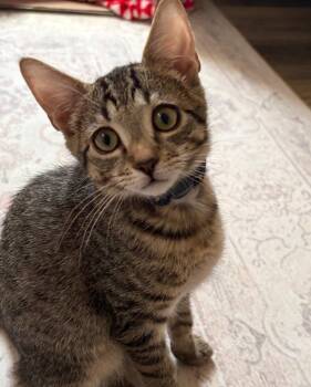 ShyGuy -  Domestic Short Hair Cat for Adoption in Raleigh, North Carolina - ShyGuy | PetCurious