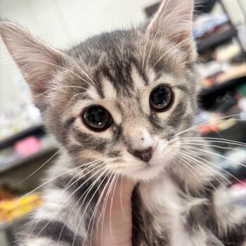 Sesame 27C26 -  Domestic Long Hair Cat Available for Adoption in Napoleon, Ohio - Sesame 27C26 | PetCurious