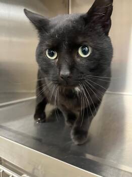 Domestic Short Hair Cats Available for Adoption - Oak | PetCurious