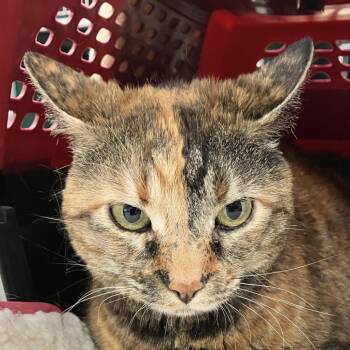 Toree -  Domestic Short Hair Cat for Adoption in Las Cruces, New Mexico - Toree | PetCurious