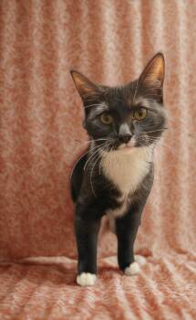 Domestic Short Hair Cats Available for Adoption in Dayton, Ohio - Angelite | PetCurious