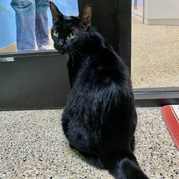 Domestic Short Hair Cats Available for Adoption - Beau | PetCurious