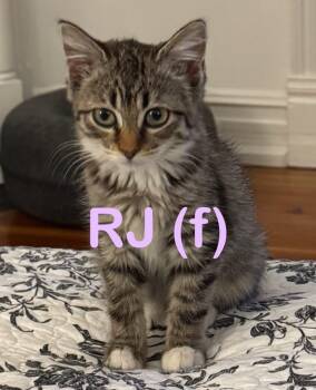 Rescue Domestic Short Hair Cats for Adoption in New Bern, North Carolina - RJ Kitten | PetCurious