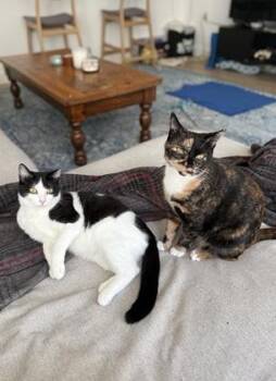 Gabby -  Domestic Short Hair and Tortoiseshell Cat for Adoption in San Francisco, California - Gabby | PetCurious