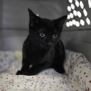 Rescue Domestic Short Hair Cats for Adoption in Kempner, Texas - Midnight | PetCurious