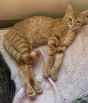 Ramesses -  Domestic Short Hair Cat for Adoption in Williamsville, New York - Ramesses | PetCurious