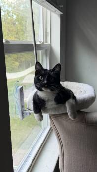 Rolo -  American Shorthair Cat for Adoption in Charlotte, North Carolina - Rolo | PetCurious