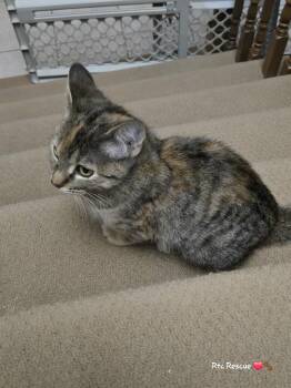 Rescue Domestic Short Hair Cats for Adoption in Shakespeare, Ontario - Beanie | PetCurious