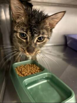 Domestic Short Hair Cats Available for Adoption in Killeen, Texas - PENELOPE | PetCurious