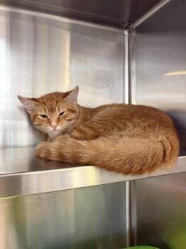 SONNY -  Domestic Short Hair Cat for Adoption in Southbury, Connecticut - SONNY | PetCurious