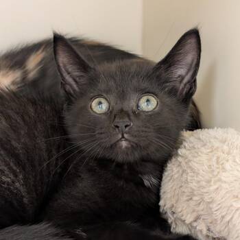 Anchovy & Piranha -  Domestic Short Hair Cat for Adoption in Philadelphia, Pennsylvania - Anchovy & Piranha | PetCurious