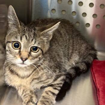 Barn Kitten -  Domestic Short Hair Cat for Adoption in Norman, Oklahoma - Barn Kitten | PetCurious