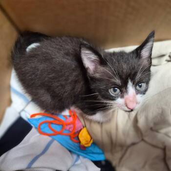 Domestic Short Hair Cats Available for Adoption in Wahiawa, Hawaii - Cinder | PetCurious