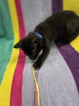 Doctor Donut -  Domestic Short Hair Cat for Adoption in Westland, Michigan - Doctor Donut | PetCurious