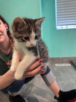 Domestic Short Hair Cats Available for Adoption - Button IL | PetCurious