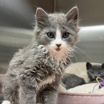 Boo -  Domestic Long Hair Cat for Adoption in Detroit Lakes, Minnesota - Boo | PetCurious