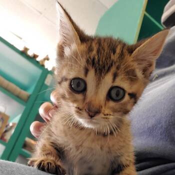 Violet -  Domestic Short Hair Cat for Adoption in Lake Jackson, Texas - Violet | PetCurious
