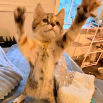 Source of Chaos -  Domestic Short Hair Cat for Adoption in Fredericksburg, Virginia - Source Of Chaos | PetCurious