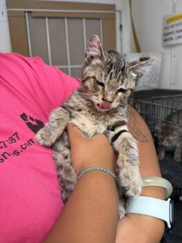 Kasen -  Domestic Short Hair Cat for Adoption in Ontario, California - Kasen | PetCurious